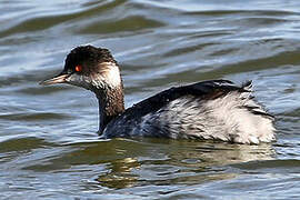 Black-necked Grebe