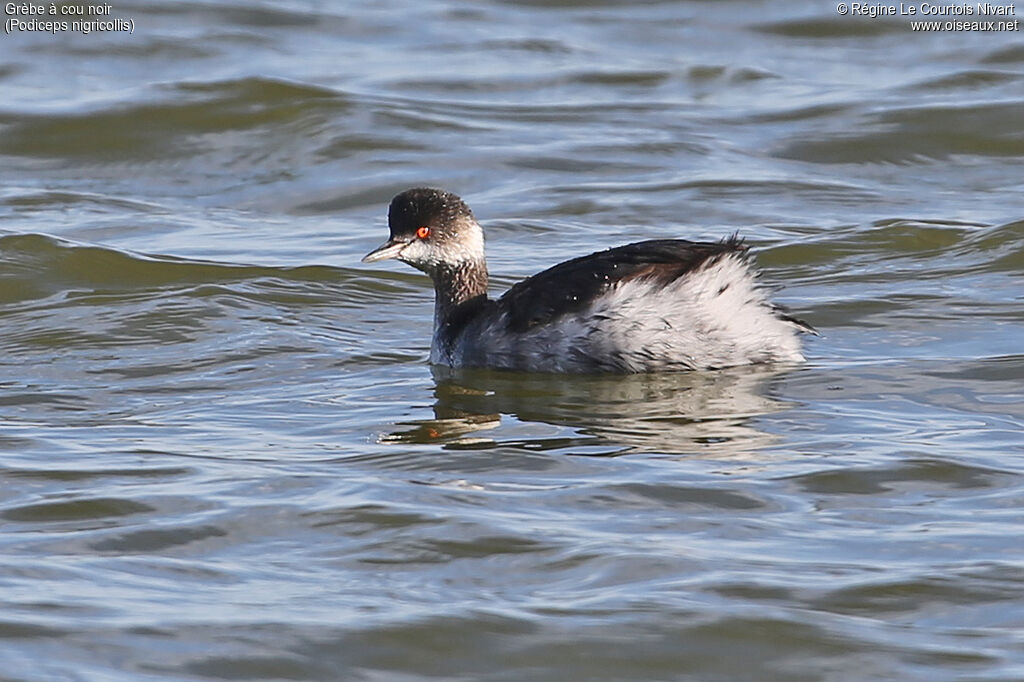 Black-necked Grebe