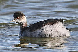 Black-necked Grebe