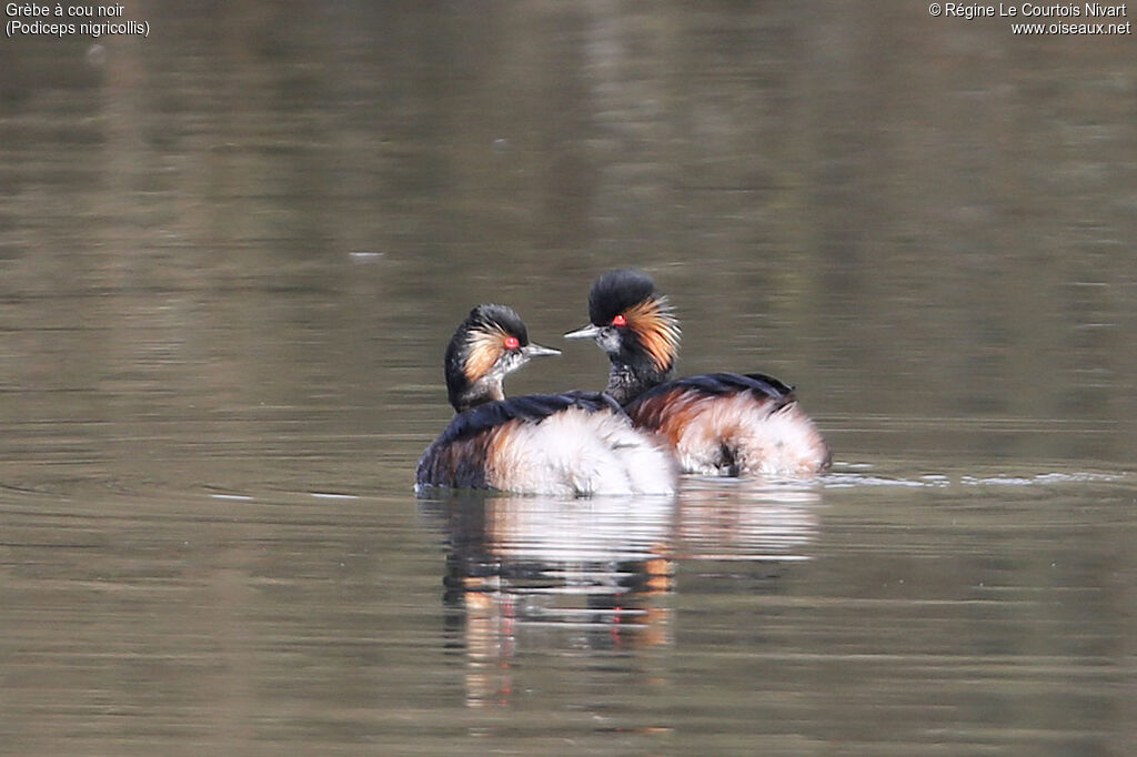 Black-necked Grebeadult breeding