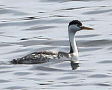 Clark's Grebe