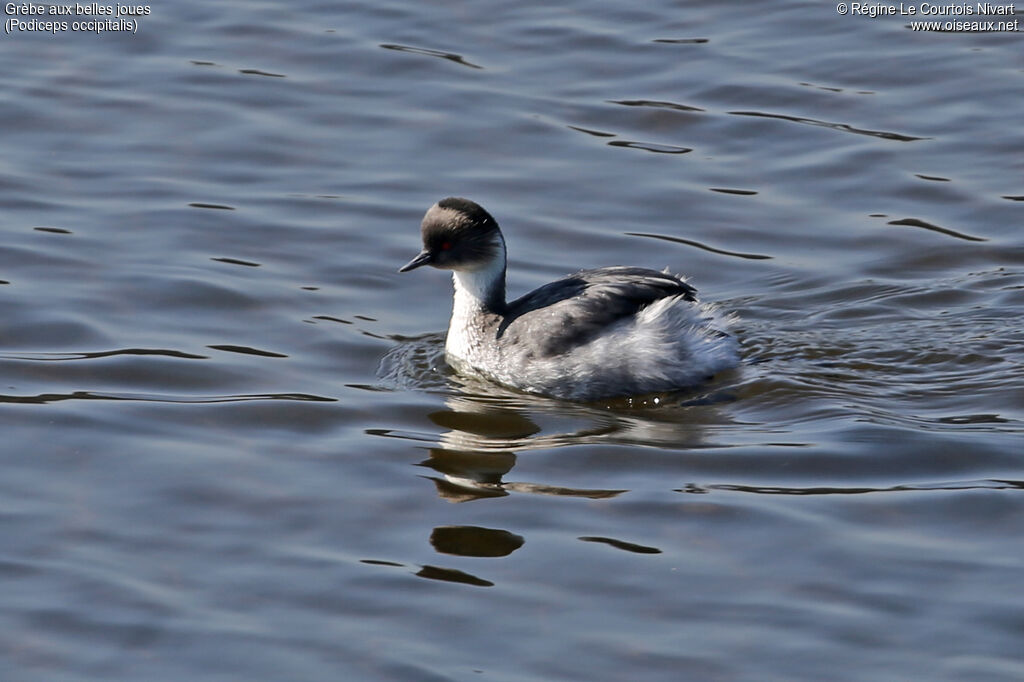 Silvery Grebe