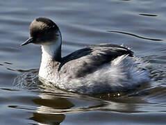 Silvery Grebe