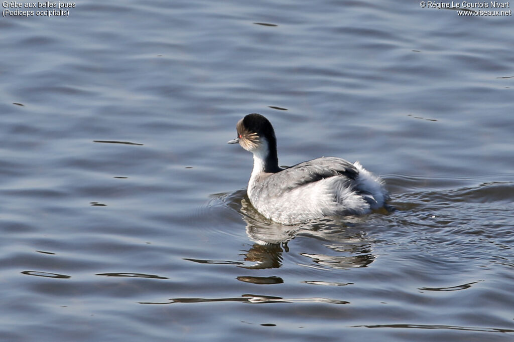 Silvery Grebe