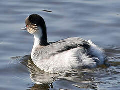 Silvery Grebe