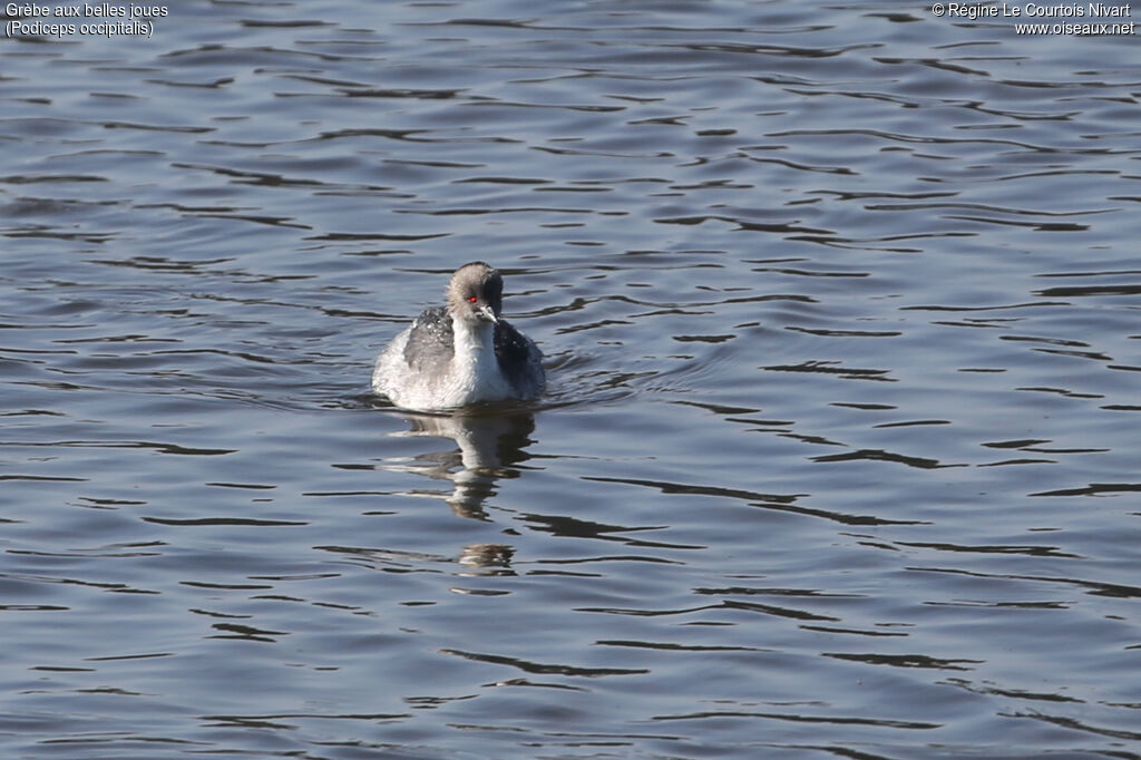 Silvery Grebe