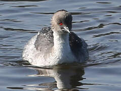 Silvery Grebe