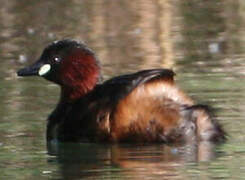 Little Grebe