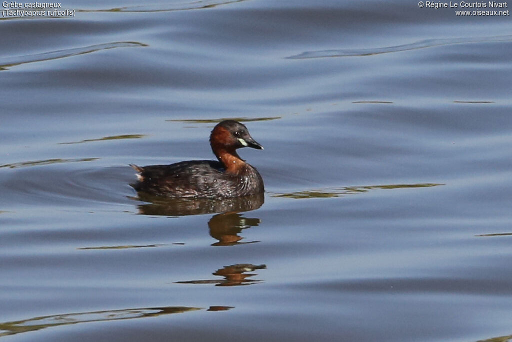 Little Grebe