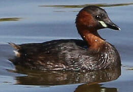 Little Grebe