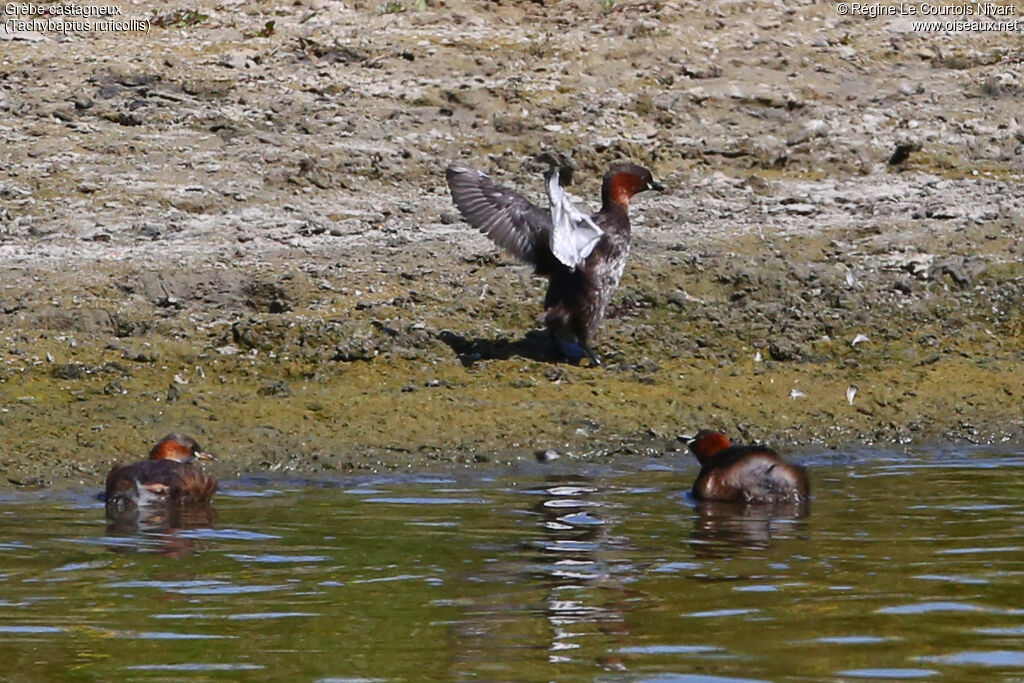 Little Grebe