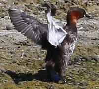 Little Grebe