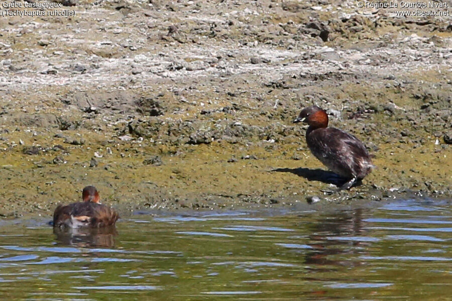 Little Grebe