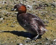 Little Grebe