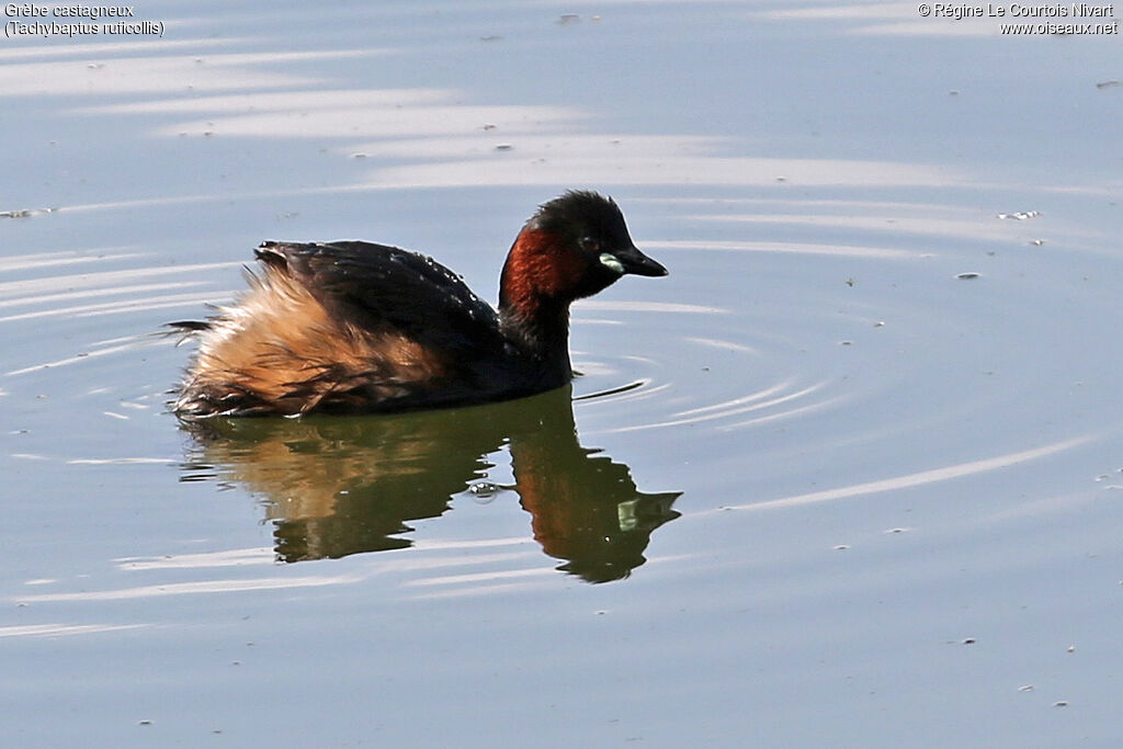 Little Grebe