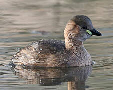 Little Grebe