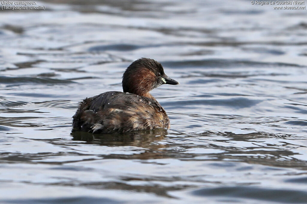 Little Grebe