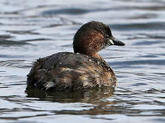 Little Grebe