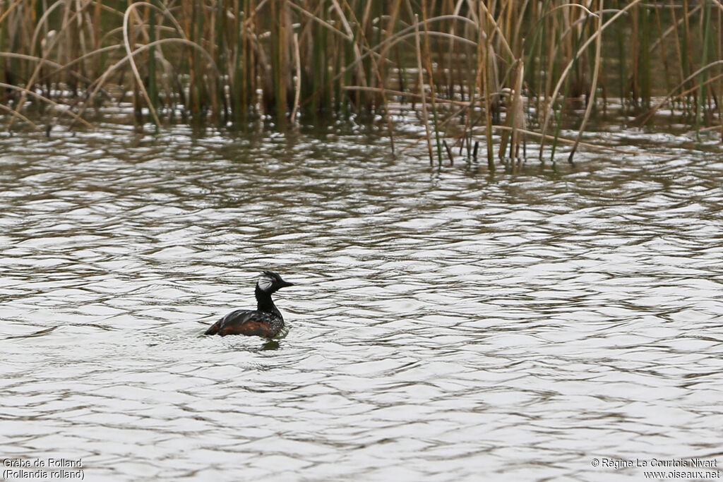 White-tufted Grebe