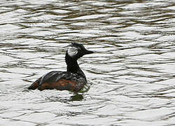 White-tufted Grebe