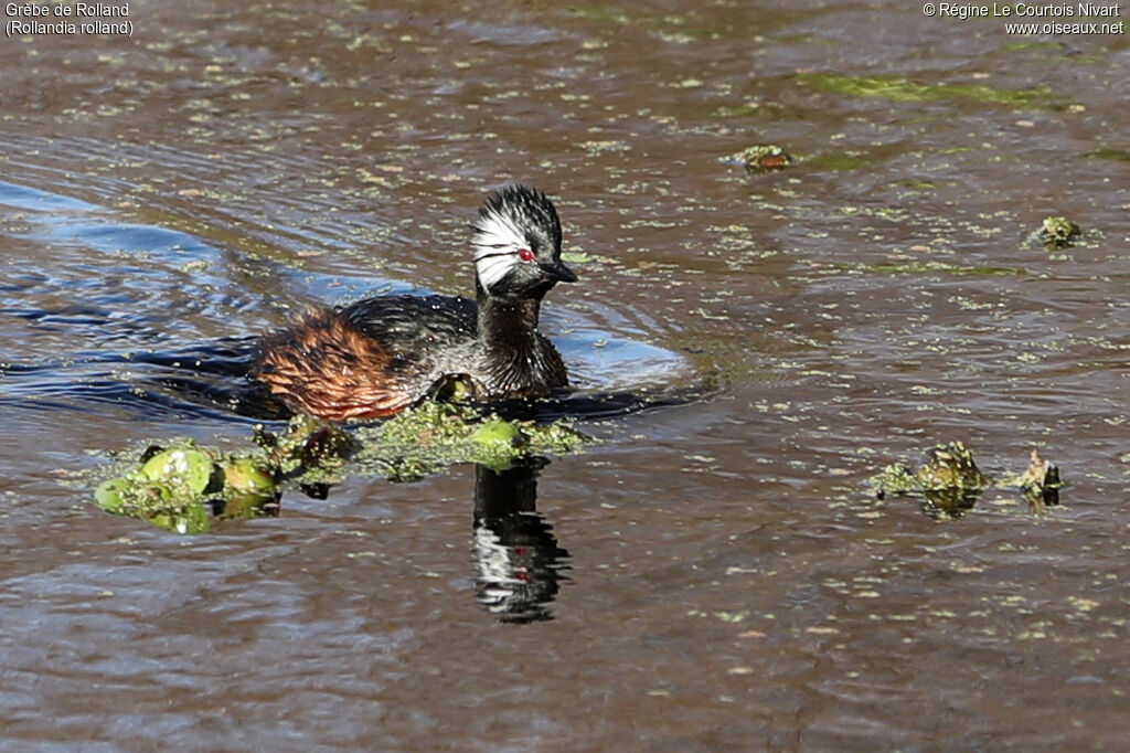 White-tufted Grebeadult