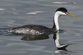 Western Grebe