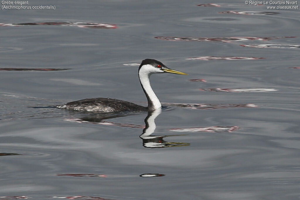 Western Grebe