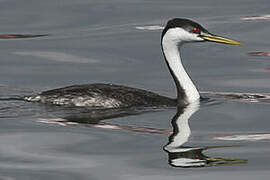 Western Grebe