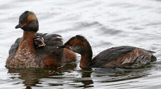 Horned Grebe