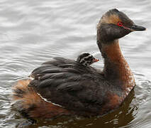 Horned Grebe