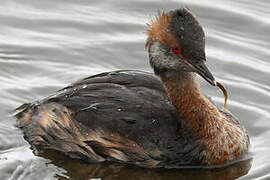 Horned Grebe