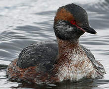 Horned Grebe