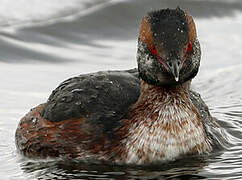 Horned Grebe