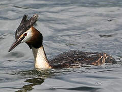 Great Crested Grebe