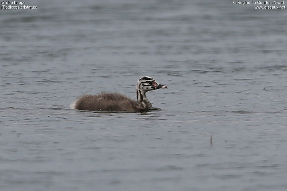 Great Crested Grebejuvenile