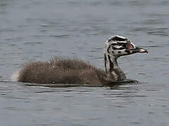 Great Crested Grebe