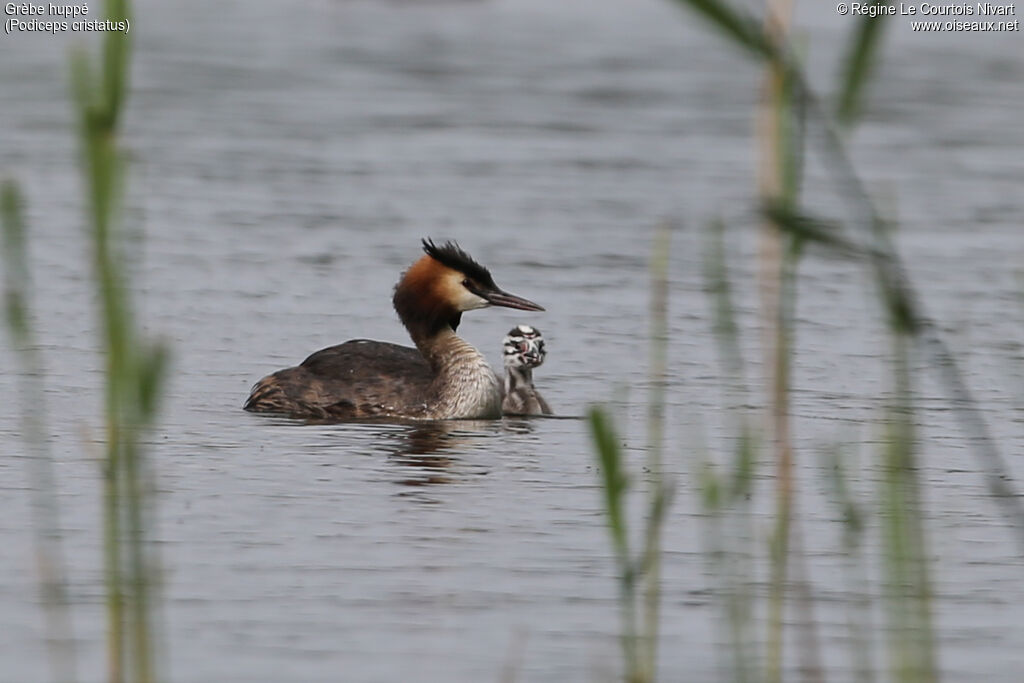 Great Crested Grebe