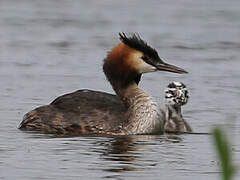 Great Crested Grebe