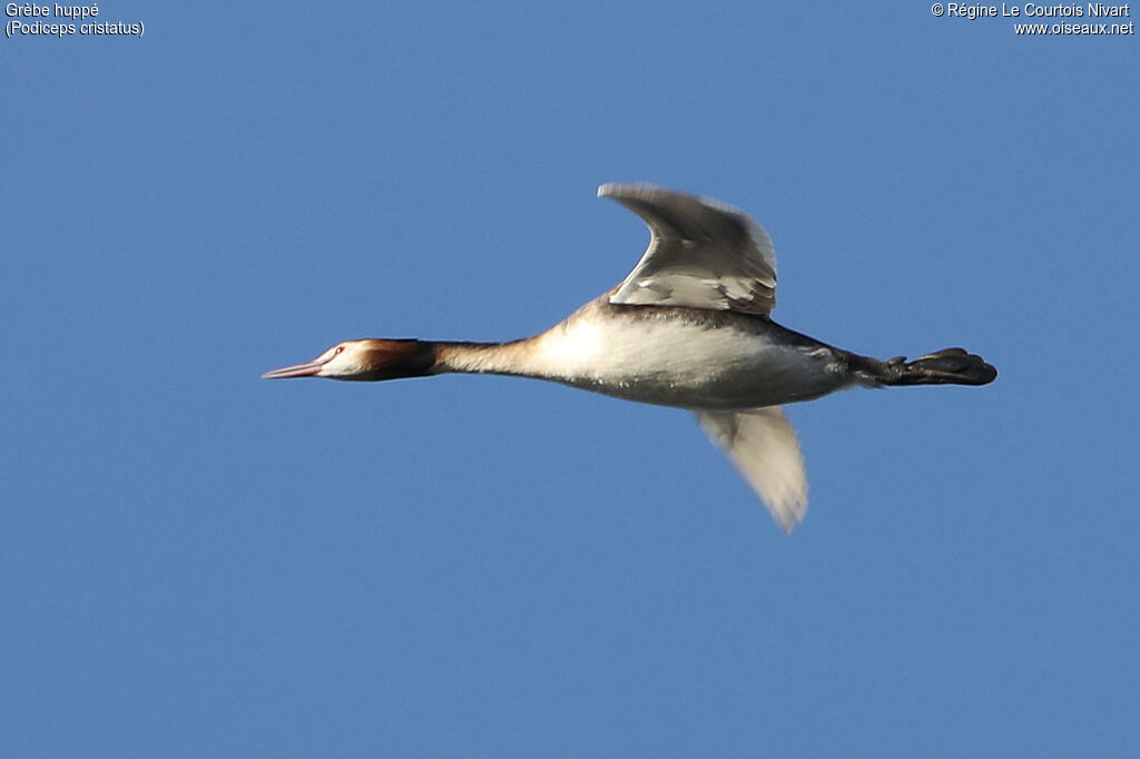 Great Crested Grebe, Flight