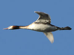 Great Crested Grebe