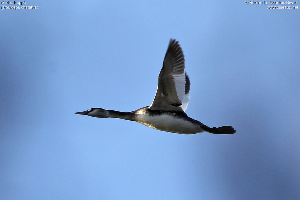 Great Crested Grebe, Flight