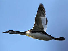 Great Crested Grebe