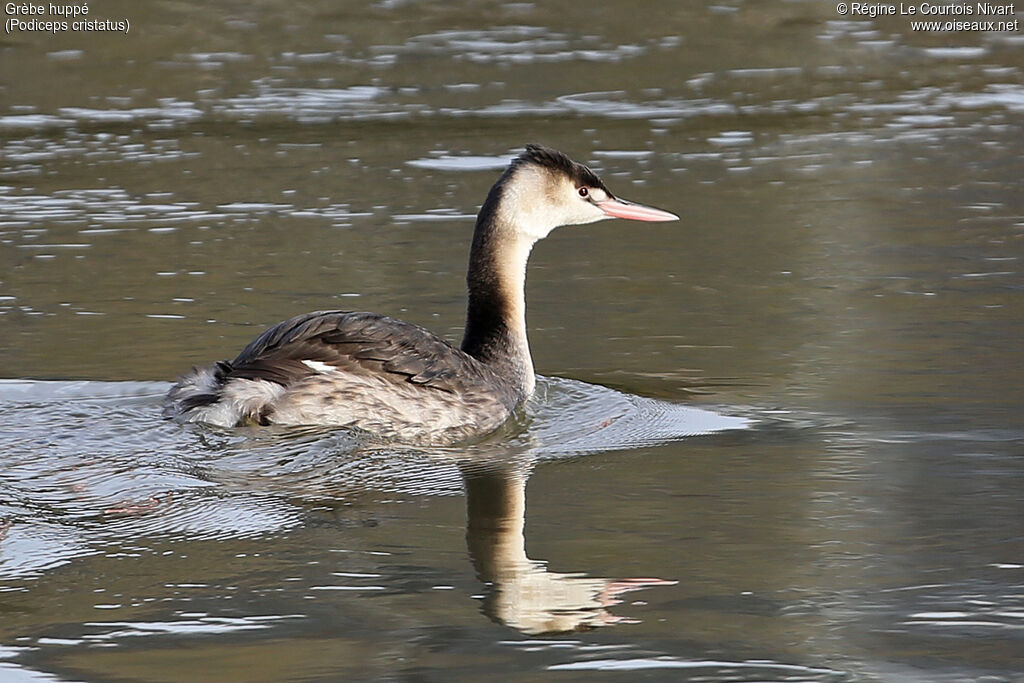 Great Crested Grebe