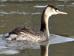 Great Crested Grebe