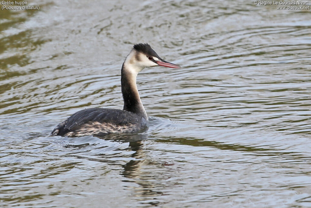 Great Crested Grebe