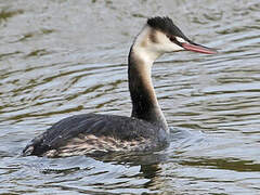 Great Crested Grebe