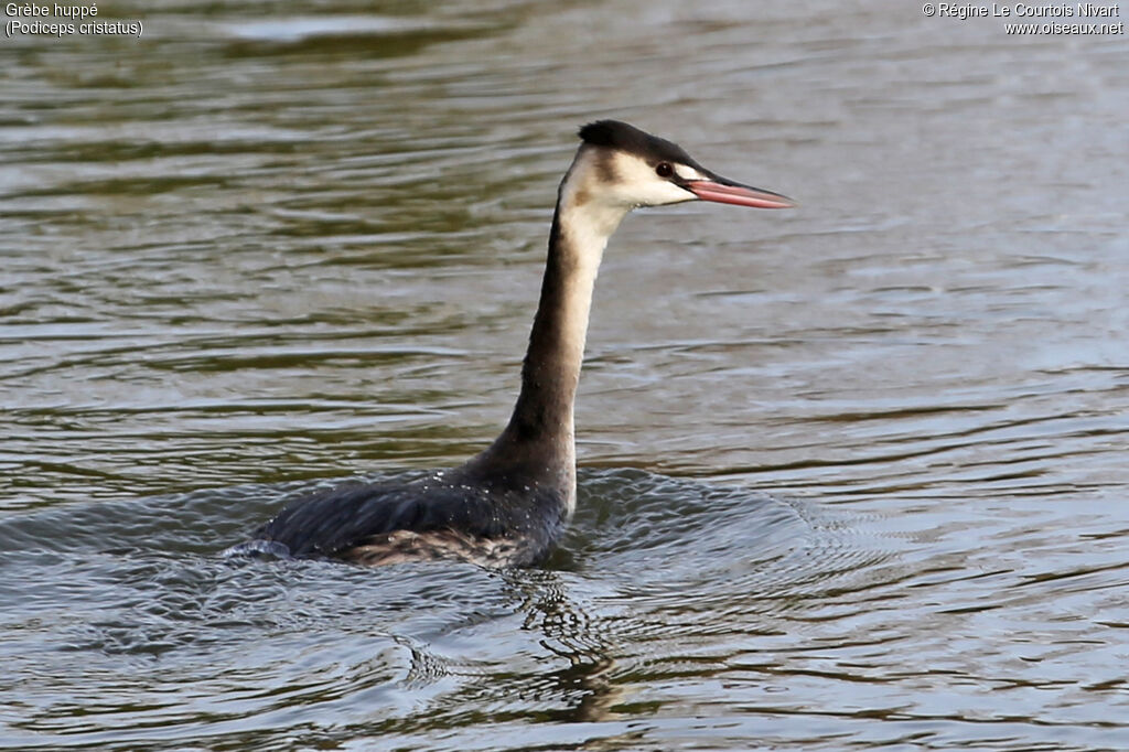 Great Crested Grebe