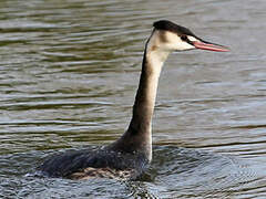 Great Crested Grebe