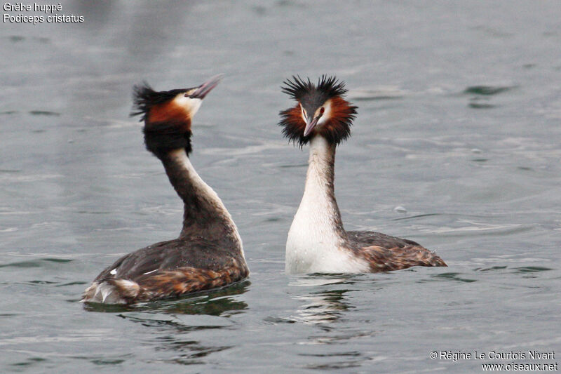 Great Crested Grebeadult, Behaviour