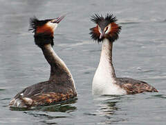 Great Crested Grebe